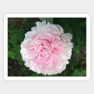 Pale pink Peony photograph Sticker